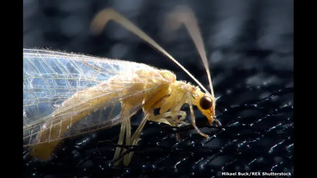 фото Мікаеля Бака