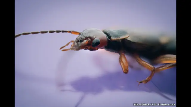 фото Мікаеля Бака