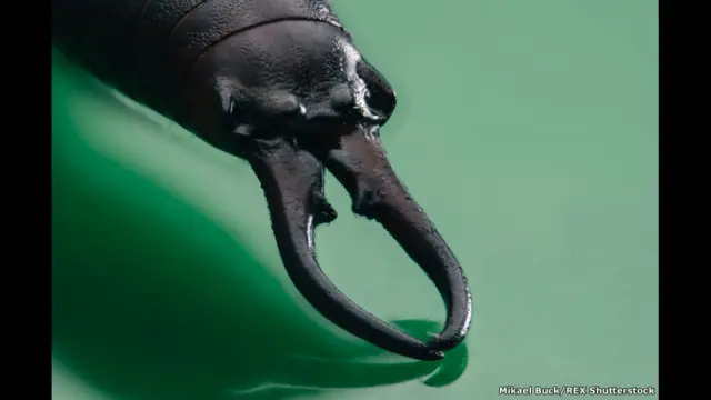 фото Мікаеля Бака