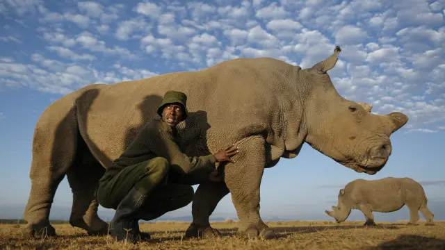 Rinoceronte en Kenia
