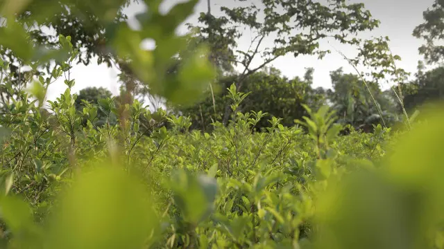 El cultivo de coca es la principal fuente de sobrevivencia en Vraem. 