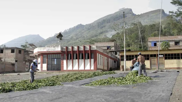 Las hojas de coca se ponen a secar al sol. 