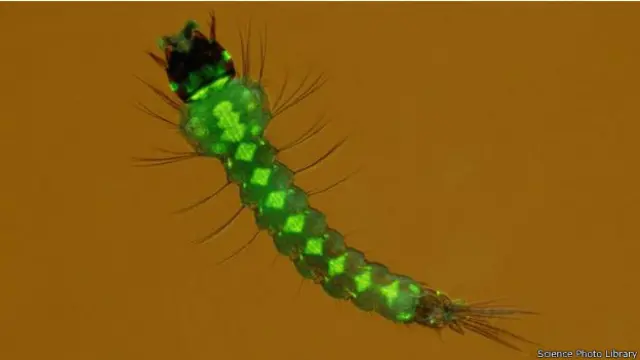 بعض سائنسدانوں کا خیال ہے کہ ان جینیاتی طور پر تیار کرد مچھروں کو بانجھ کردیا جائے تاکہ یہ غیر مضر ہو کر ختم ہوجائیں