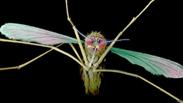 نئے مچھر میں ملیریا کے مرض کی ضد داخل کی گئی ہے جسے ملیریا کے خلاف اہم قدم قرار دیا جا رہا ہے