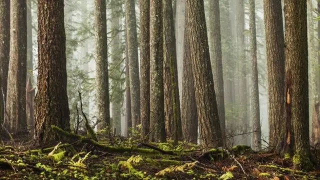 Los experimentos del equipo de Simard descubrieron que las plantas reconocen a las de su familia.