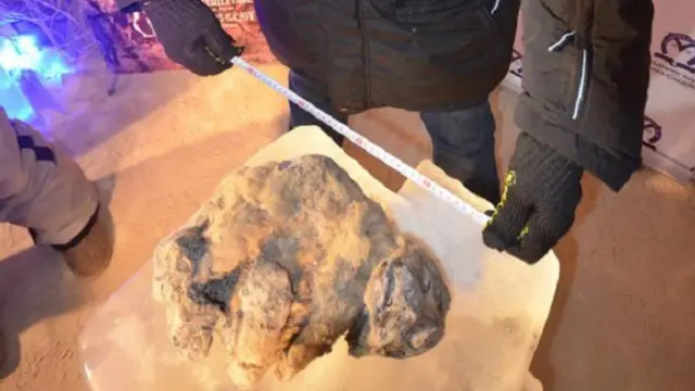 يبلغ طول الشبل المحنط منهما 42 سنتيمترا. 