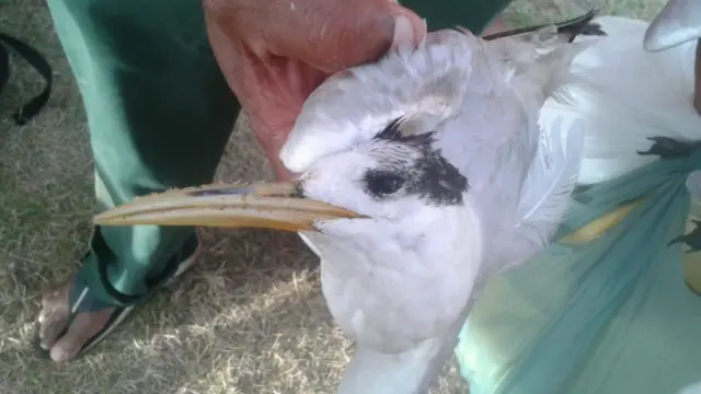 Aves também estão morrendo ao beber a água com lama