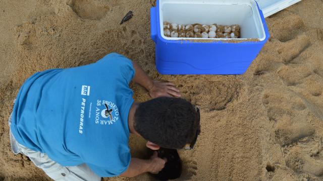 Pesquisadores do projeto Tamar transportam ovos de tartarugas marinhas depositados em praias de Linhares para trechos mais longe da lama que chega do Rio Doce
