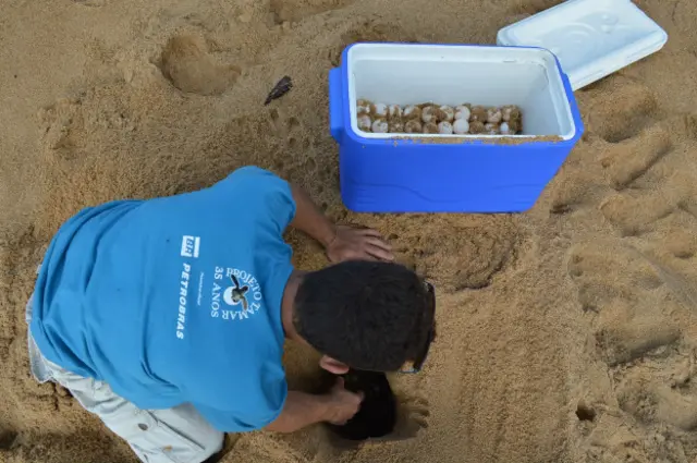 Foto: Divulgação Tamar/ICMBio