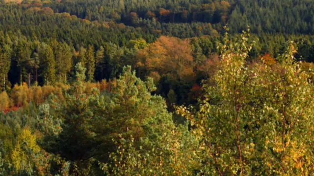 护林官，迪恩森林，英格兰，不列颠，联合王国，欧洲（图片来源：图片来源：David Stock）