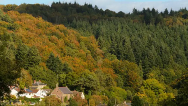 (图片来源：David Stock)