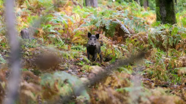 (图片来源：David Stock)