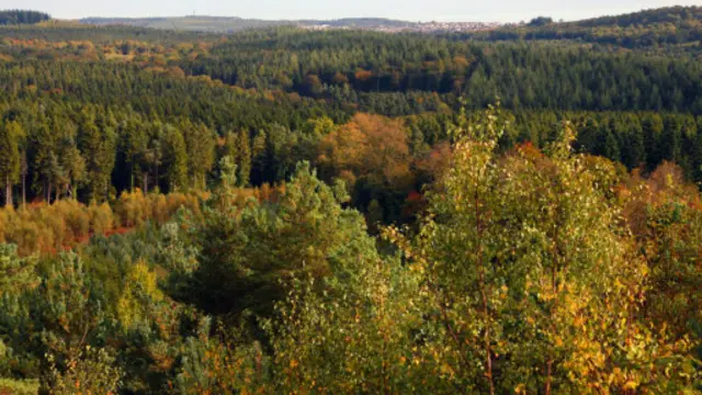 (图片来源：David Stock)