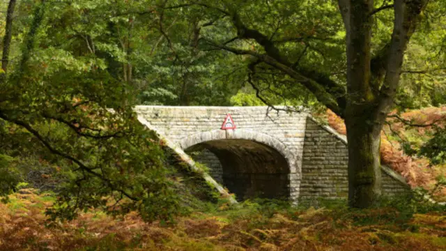 (图片来源：David Stock)