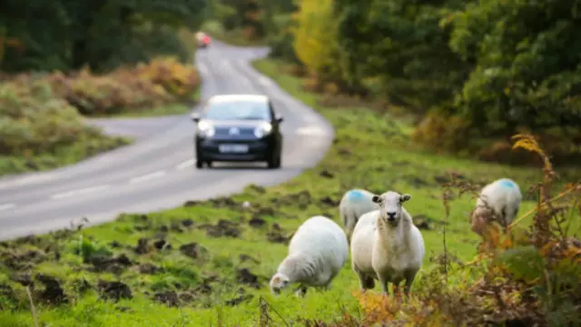 (图片来源：David Stock)