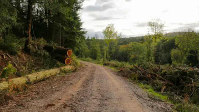 (图片来源：David Stock)