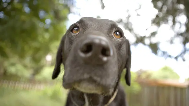 Домашні улюбленці створюють необхідний рівень бактерій навколо нас 