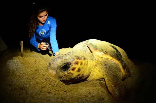 Foto: Divulgação Tamar/ICMBio