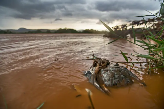 Pato brasileño muerto