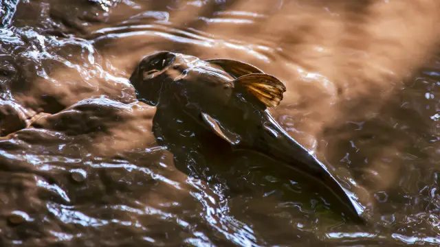 "Vimos peces muertos de 10 kilos y a los residentes desesperados por salvar todo lo que podían para el consumo", cuenta el fotógrafo