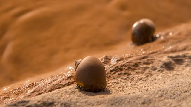 Caramujos buscando refúgio em pedras quentes, em Governador Valadares, durante a chegada dos resíduos