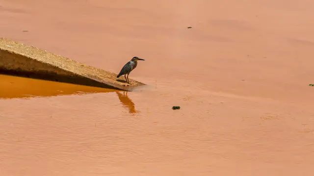 Socozinho esperando peixe onde já havia pouco para pescar. Sem alimento, destino de fauna é incerto