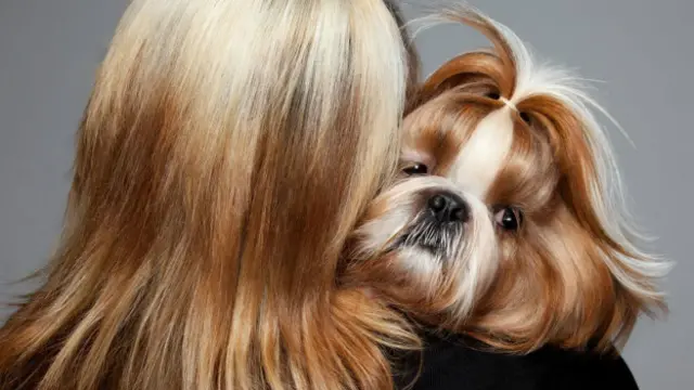 O fotógrafo Gerrard Gethings retrata cães e seus donos em concursos de beleza animal