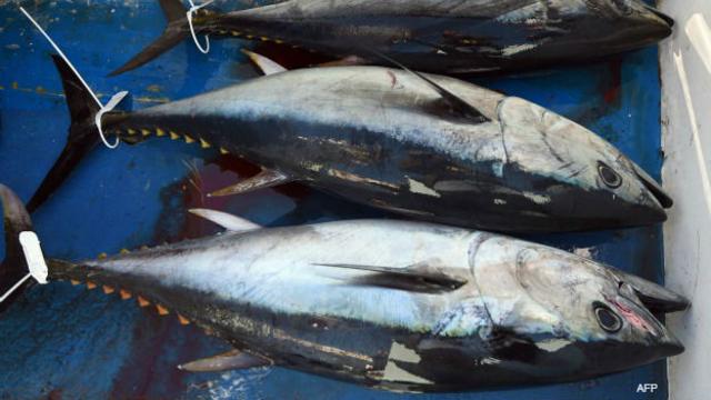 Lo que hay detrás de la larga guerra por el atún entre México y EE.UU. -  BBC News Mundo