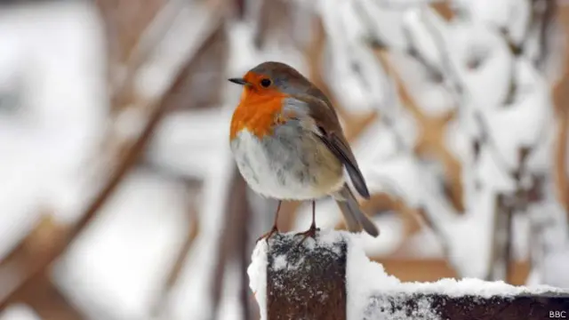 知更鸟把羽毛抖松