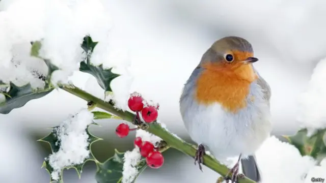 雪中的知更鸟（图片来源：Andrew Howe / Getty Images）
