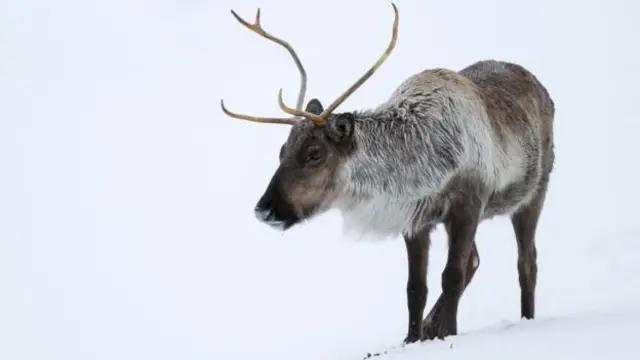 在北美，驯鹿被称为北美驯鹿（caribou）（图片来源：lightpix / Getty Images）