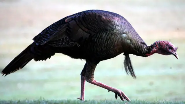 进食中的雄性野生火鸡