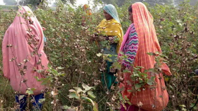 کپاس کی چنائی کا کام روایتی طور پر خواتین ہی کرتی ہیں