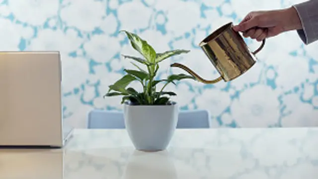 Las recomendaciones tomaron en cuenta la disponibilidad de las plantas en el mercado. 