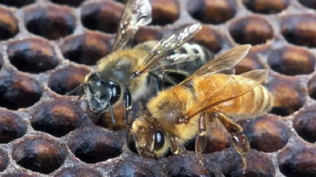 نموذج للنحل الإفريقي (يسارا)، وآخر للنحل الأوروبي (يمينا).