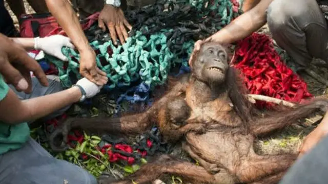 orangutan kalimantan