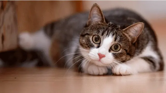 Önemli olan onun size değil, sizin ona uygun olmanız. Hangi kediye uygun olduğunuzu öğrenmeniz gerçekten şart mı?