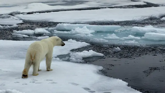 Oso polar
