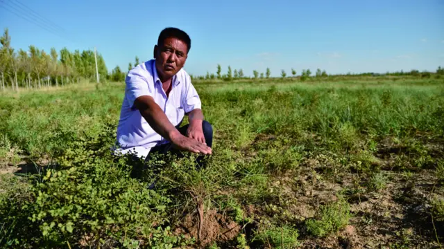 中国库布其沙漠的甘草种植大户聂海旺在这里种植甘草，年收入超过20万元