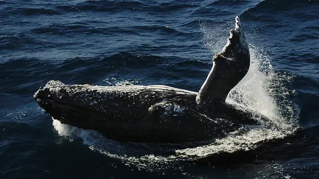Islandia, Jepang, dan Norwegia adalah tiga negara yang masih terus melakukan perburuan paus.