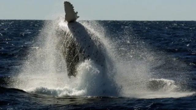 澳大利亞海岸的座頭鯨（資料圖片）