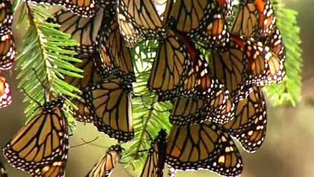 أعلى زيادة للفراشات الملكية بلغ 18.19 هكتار في موسم 1996-1997