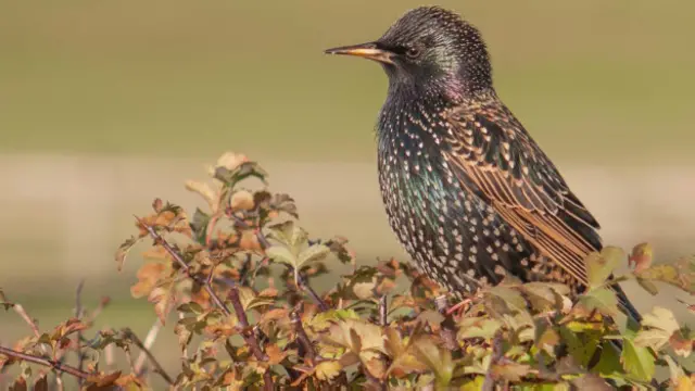 Estorninho é um dos passarinhos mais comuns na Grã-Bretanha, mas população vem diminuindo