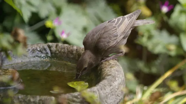 Afogamento coletivo de estorninhos pode ser resultado do fato de eles sempre voarem em bandos