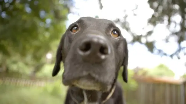 A convivência com cães e outros animais domésticos pode aumentar a imunidade