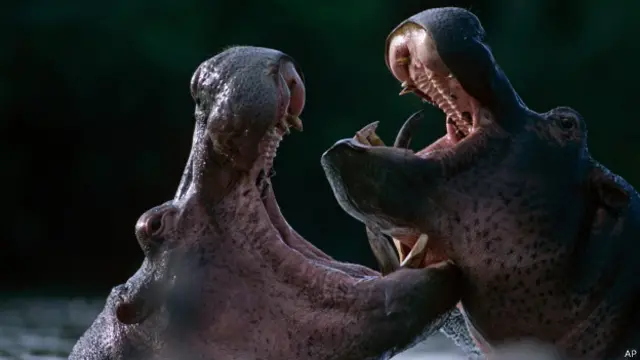 Два бегемота