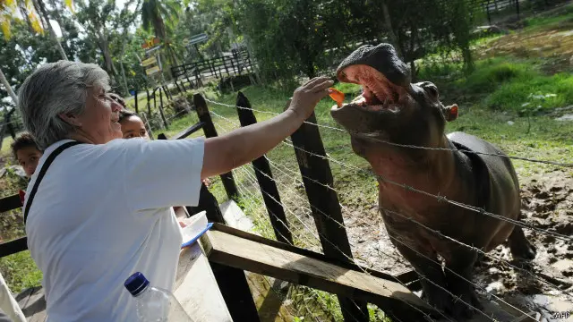 Kuda nil ini merupakan keturunan dari kawanan kuda nil yang didatangkan oleh bos mafia narkoba asal Kolombia, mendiang Pablo Escobar, pada tahun 1980-an.