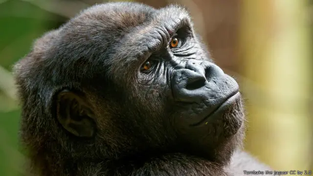 Gorila memiliki kesamaan tulang belakang dengan panda.