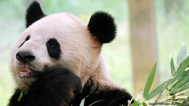 Panda raksasa bertahan hidup hampir sepenuhnya dengan bambu.