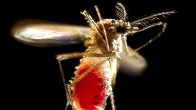 Mosquito Aedes aegypti